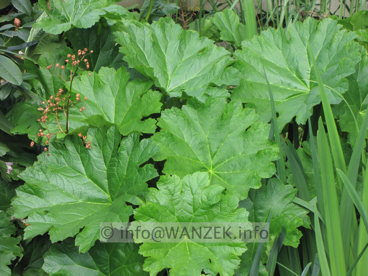Darmera peltata - Blaetter Juni.JPG